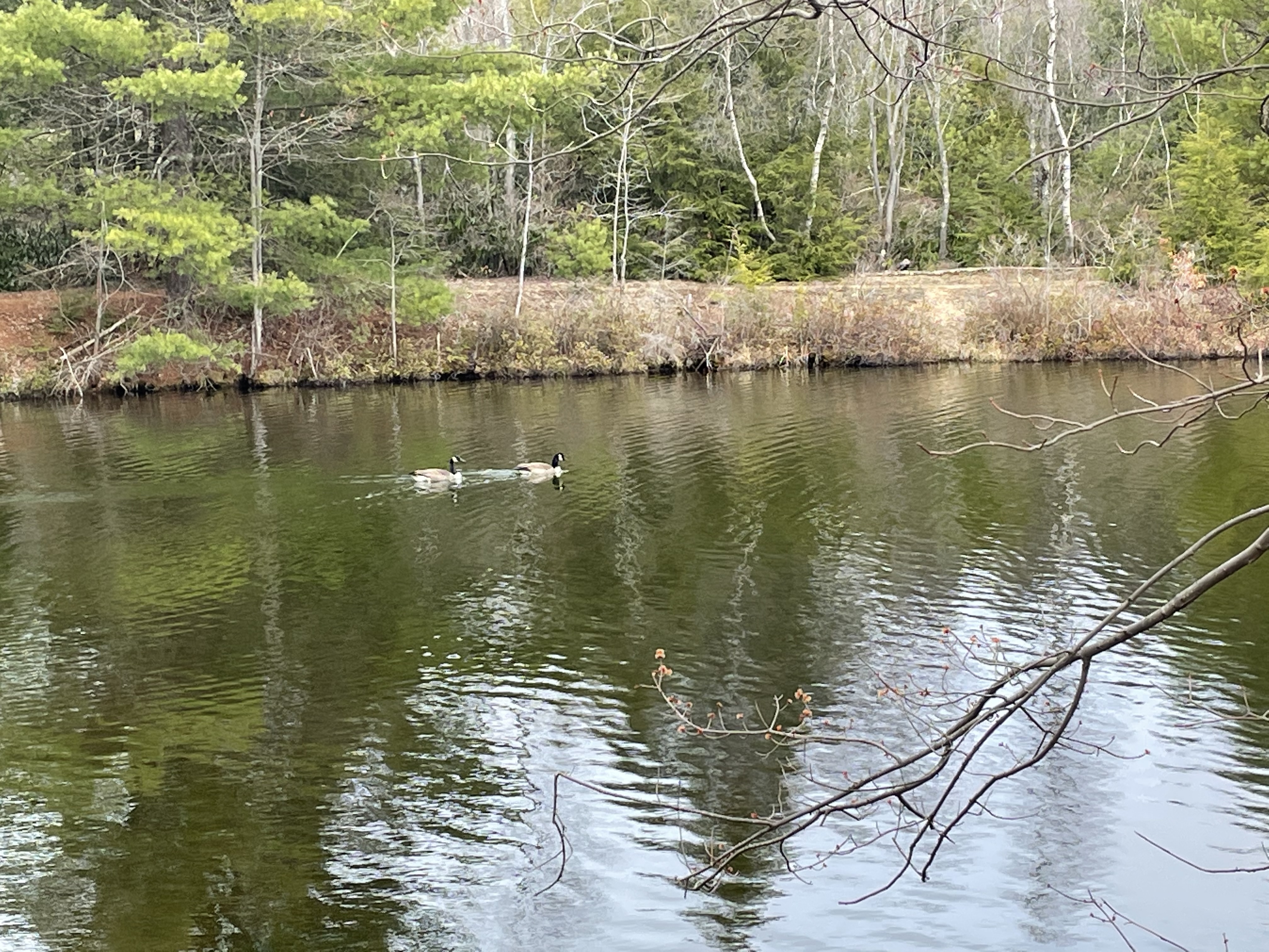 Canada geese on the lake